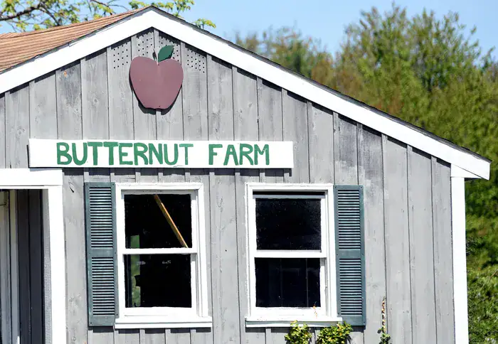 butternut